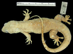 Image of Croaking Lizard (Jamaica)