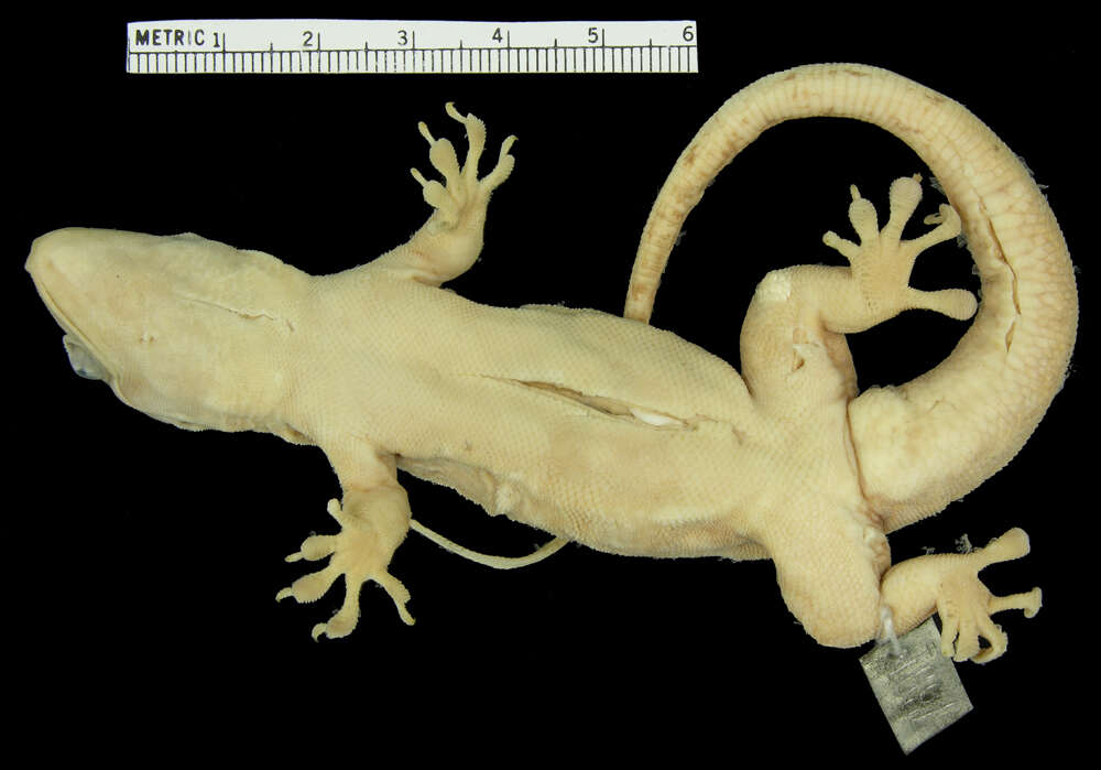 Image of Croaking Lizard (Jamaica)
