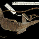 Sivun Anolis biporcatus parvauritus (Williams 1966) kuva