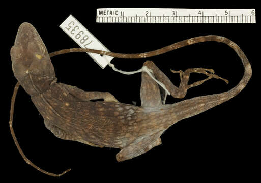 Imagem de Anolis biporcatus parvauritus (Williams 1966)