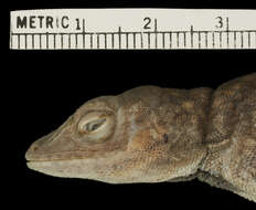 Imagem de Anolis biporcatus parvauritus (Williams 1966)