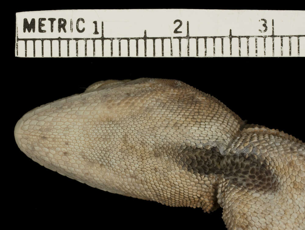 Imagem de Anolis biporcatus parvauritus (Williams 1966)