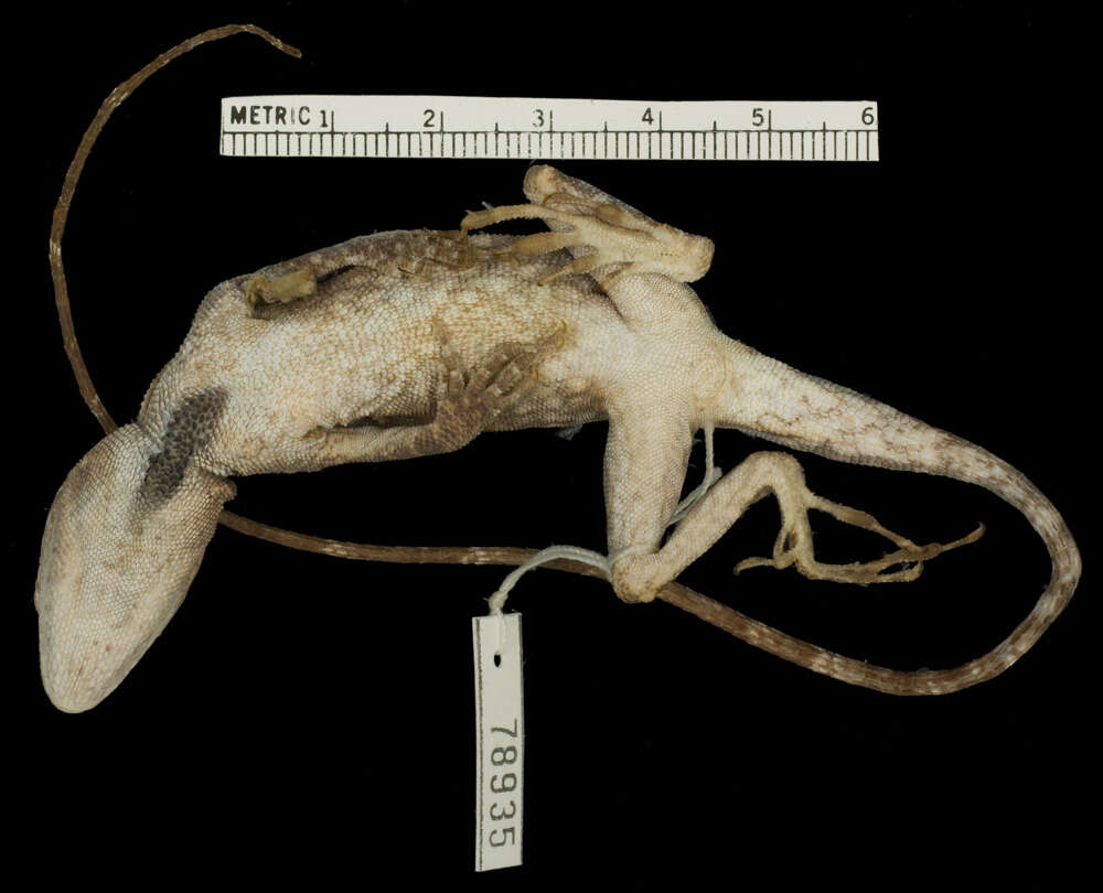 Imagem de Anolis biporcatus parvauritus (Williams 1966)