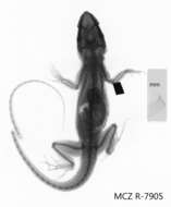 Image of Anolis luteogularis luteogularis Noble And Hassler 1935