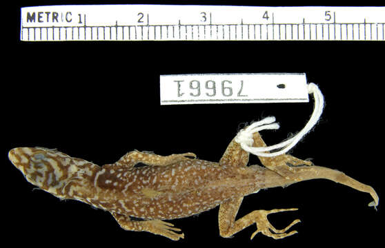 Image of Estados Sucre Gecko