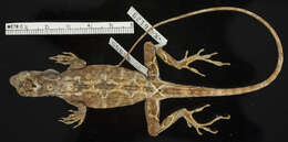 Image of Anolis lyra Poe, Velasco, Miyata & Williams 2009