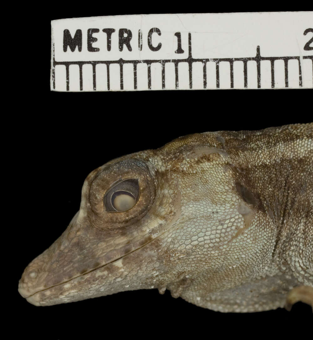 Image of Anolis lyra Poe, Velasco, Miyata & Williams 2009