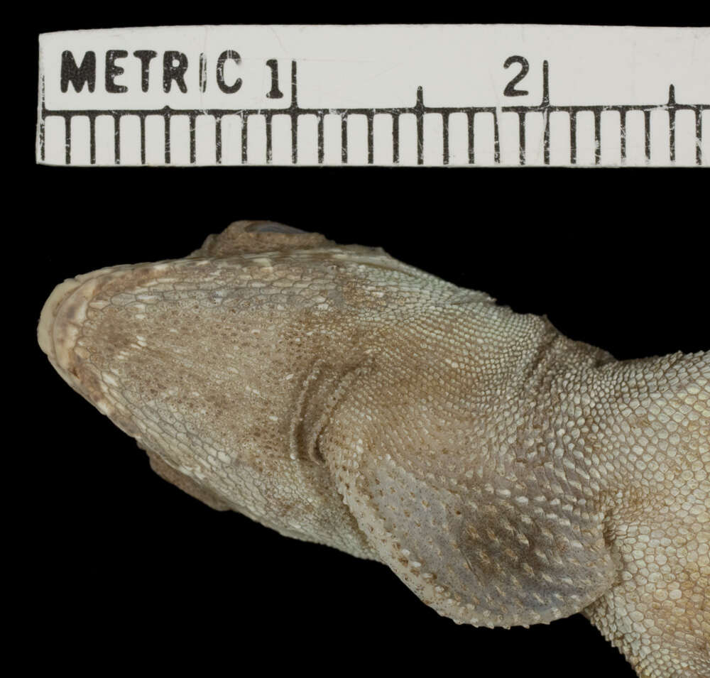 Image of Anolis lyra Poe, Velasco, Miyata & Williams 2009