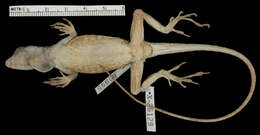 Image of Anolis lyra Poe, Velasco, Miyata & Williams 2009