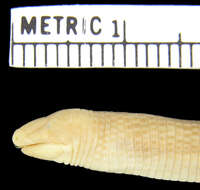 Image of Lacertoidea