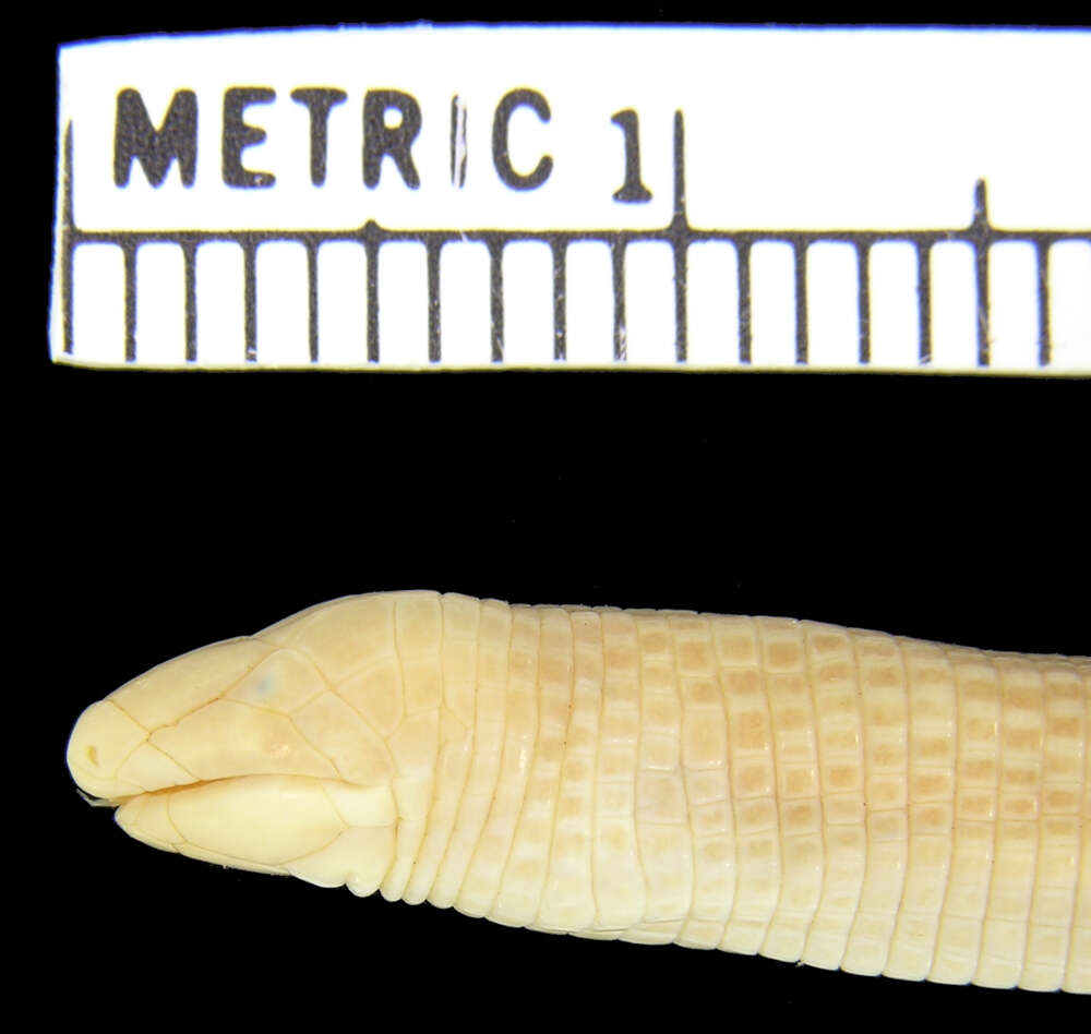 Image of Dry Worm Lizard