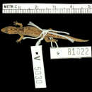 Image de Sphaerodactylus macrolepis stibarus Thomas & Schwartz 1966