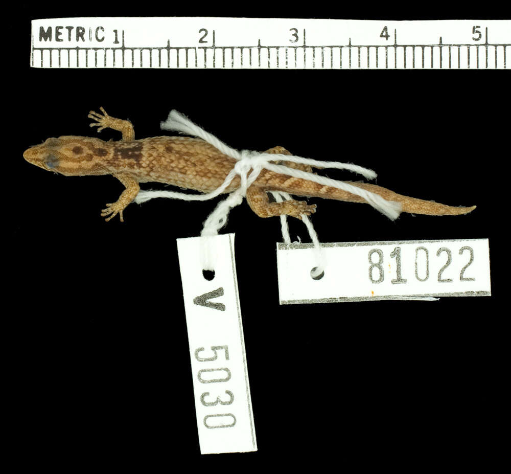 Image of Sphaerodactylus macrolepis stibarus Thomas & Schwartz 1966