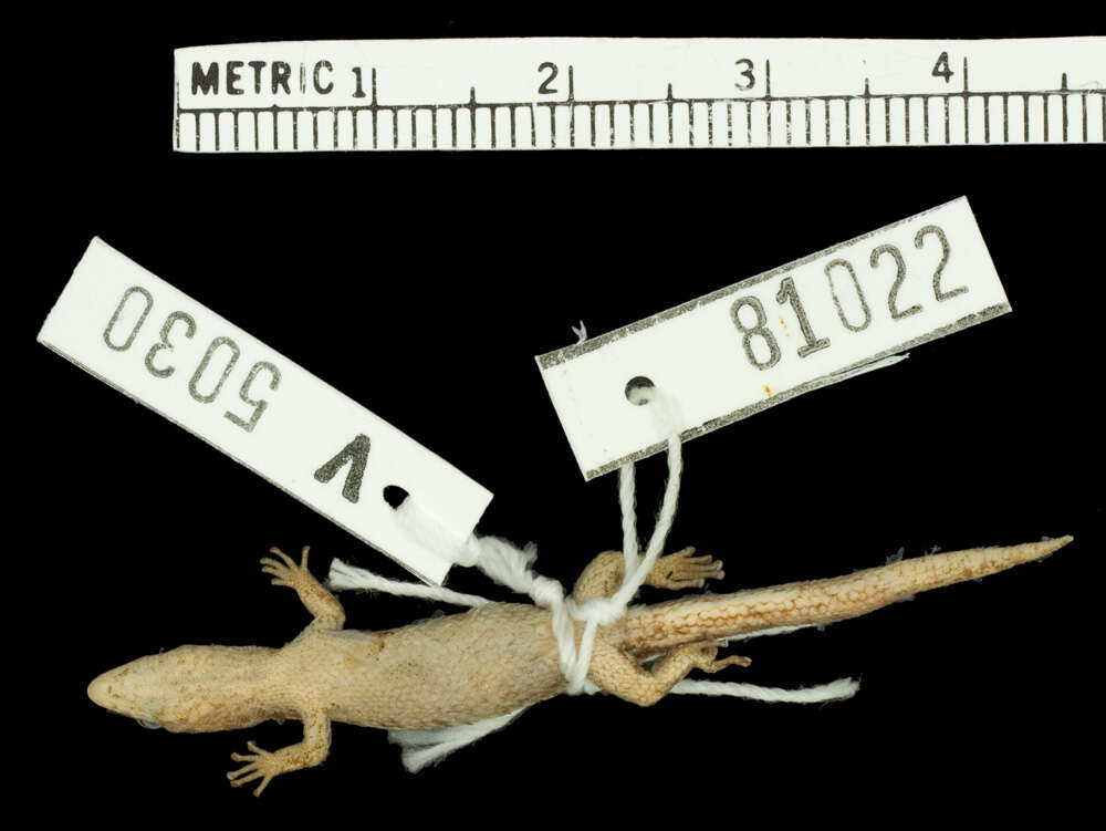 Image of Sphaerodactylus macrolepis stibarus Thomas & Schwartz 1966