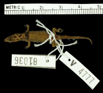 Image of Sphaerodactylus macrolepis mimetes Thomas & Schwartz 1966