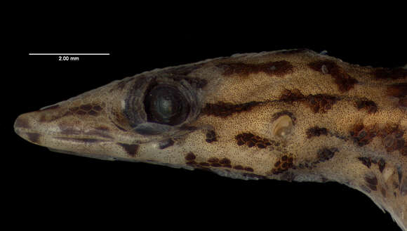 Image of Sphaerodactylus macrolepis mimetes Thomas & Schwartz 1966