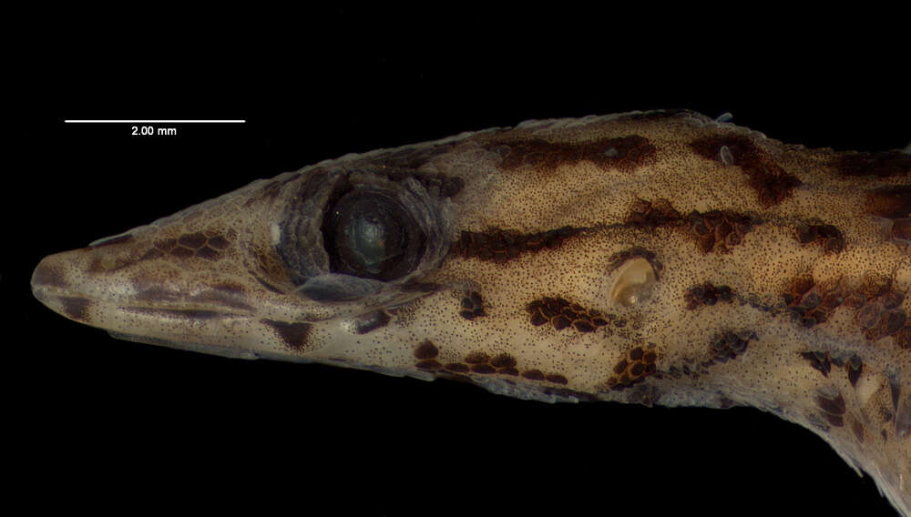 Image de Sphaerodactylus macrolepis mimetes Thomas & Schwartz 1966