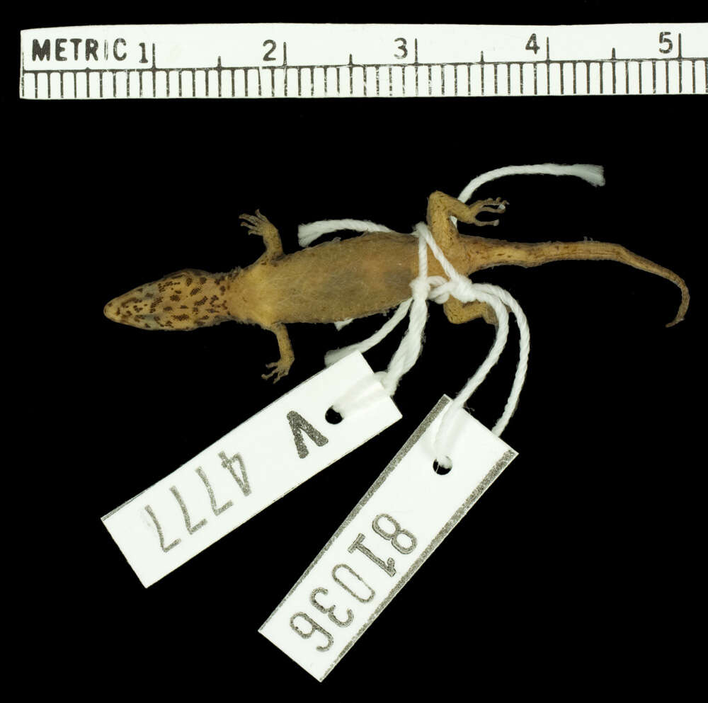 Image of Sphaerodactylus macrolepis mimetes Thomas & Schwartz 1966