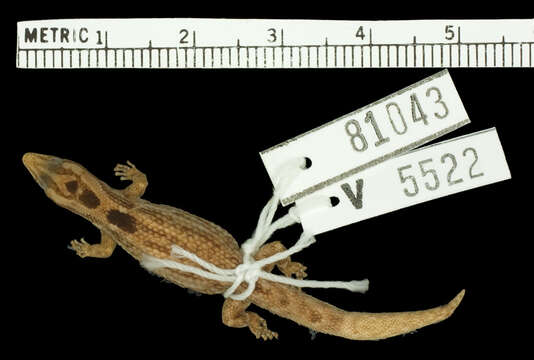 Image of Sphaerodactylus macrolepis ateles Thomas & Schwartz 1966