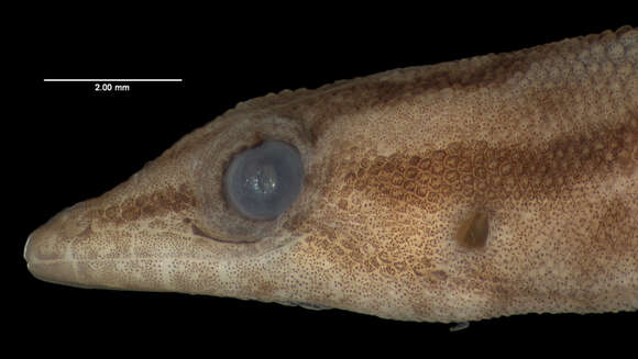 Image of Sphaerodactylus macrolepis ateles Thomas & Schwartz 1966