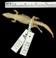 Image of Sphaerodactylus macrolepis ateles Thomas & Schwartz 1966