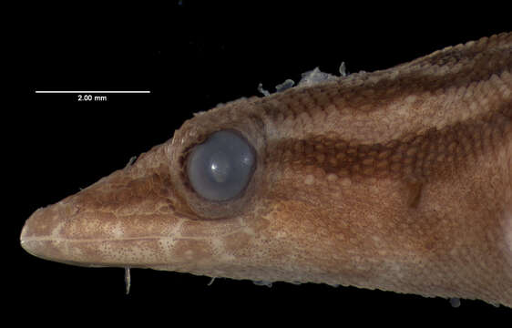 Image of Sphaerodactylus macrolepis spanius Thomas & Schwartz 1966