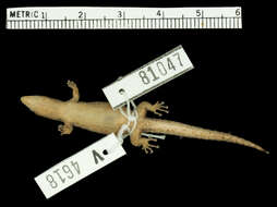 Image of Sphaerodactylus macrolepis spanius Thomas & Schwartz 1966