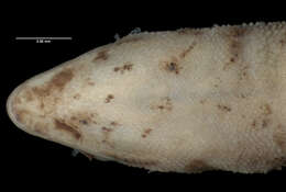 Image of Sphaerodactylus macrolepis guarionex Thomas & Schwartz 1966