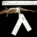 Image of Sphaerodactylus macrolepis inigoi Thomas & Schwartz 1966