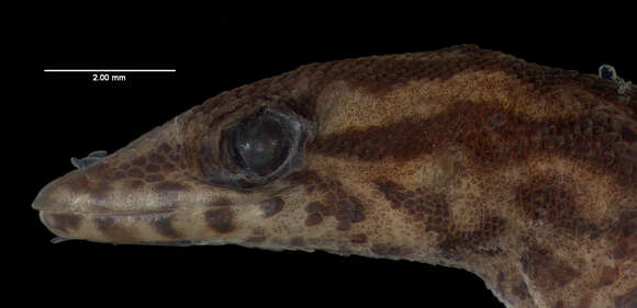 Image de Sphaerodactylus macrolepis inigoi Thomas & Schwartz 1966