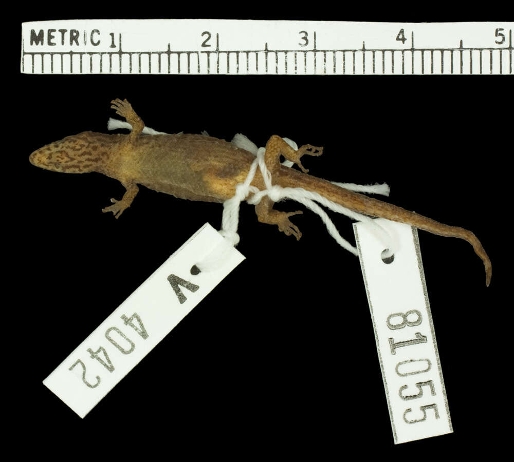 Image of Sphaerodactylus macrolepis inigoi Thomas & Schwartz 1966