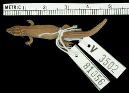 Image of Sphaerodactylus beattyi seamani Thomas & Schwartz 1966