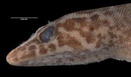 Image of Sphaerodactylus beattyi seamani Thomas & Schwartz 1966