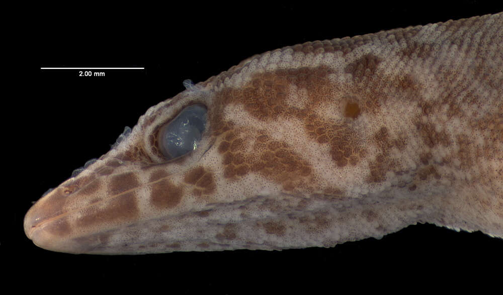 Image of Sphaerodactylus beattyi seamani Thomas & Schwartz 1966