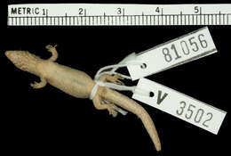 Image of Sphaerodactylus beattyi seamani Thomas & Schwartz 1966