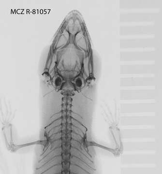 Image of Sphaerodactylus beattyi seamani Thomas & Schwartz 1966