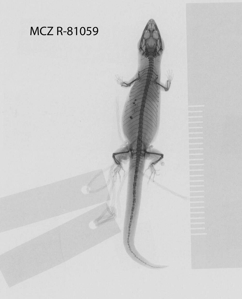 Image of Sphaerodactylus beattyi seamani Thomas & Schwartz 1966