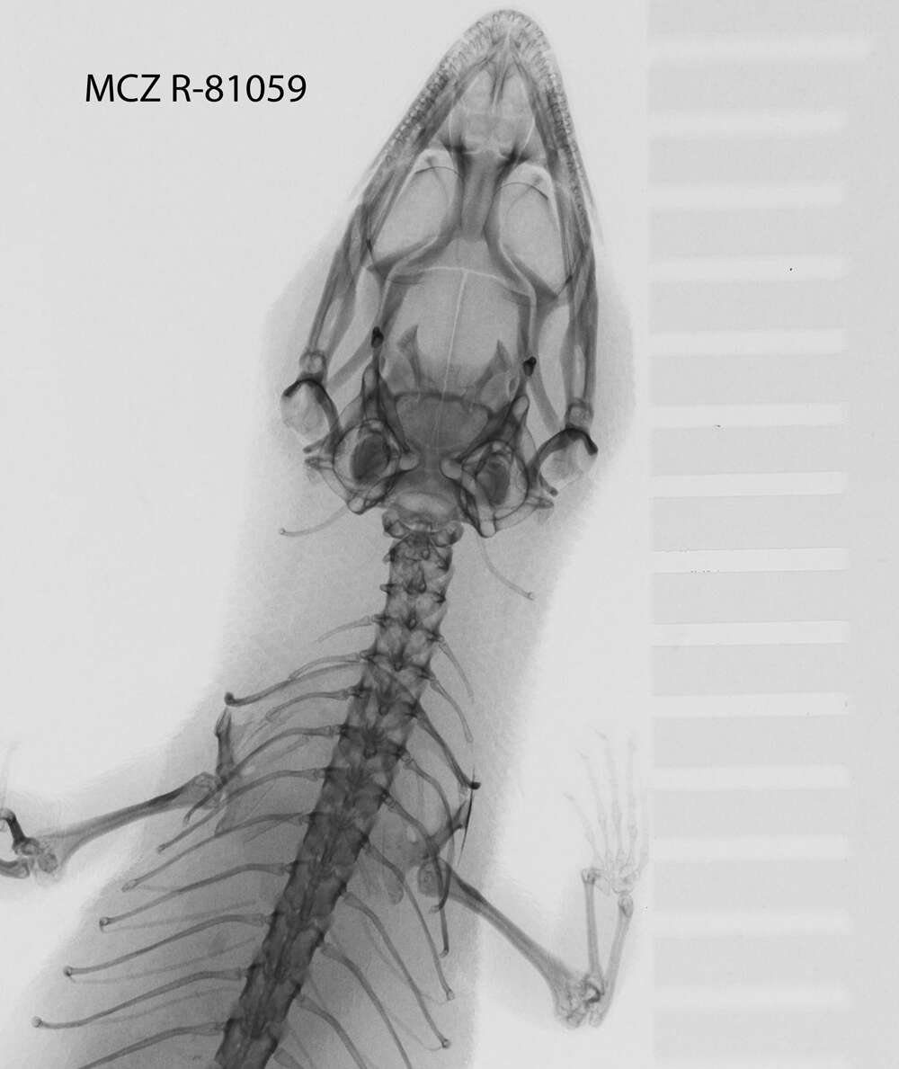 Image of Sphaerodactylus beattyi seamani Thomas & Schwartz 1966