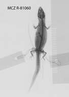 Image of Sphaerodactylus beattyi seamani Thomas & Schwartz 1966