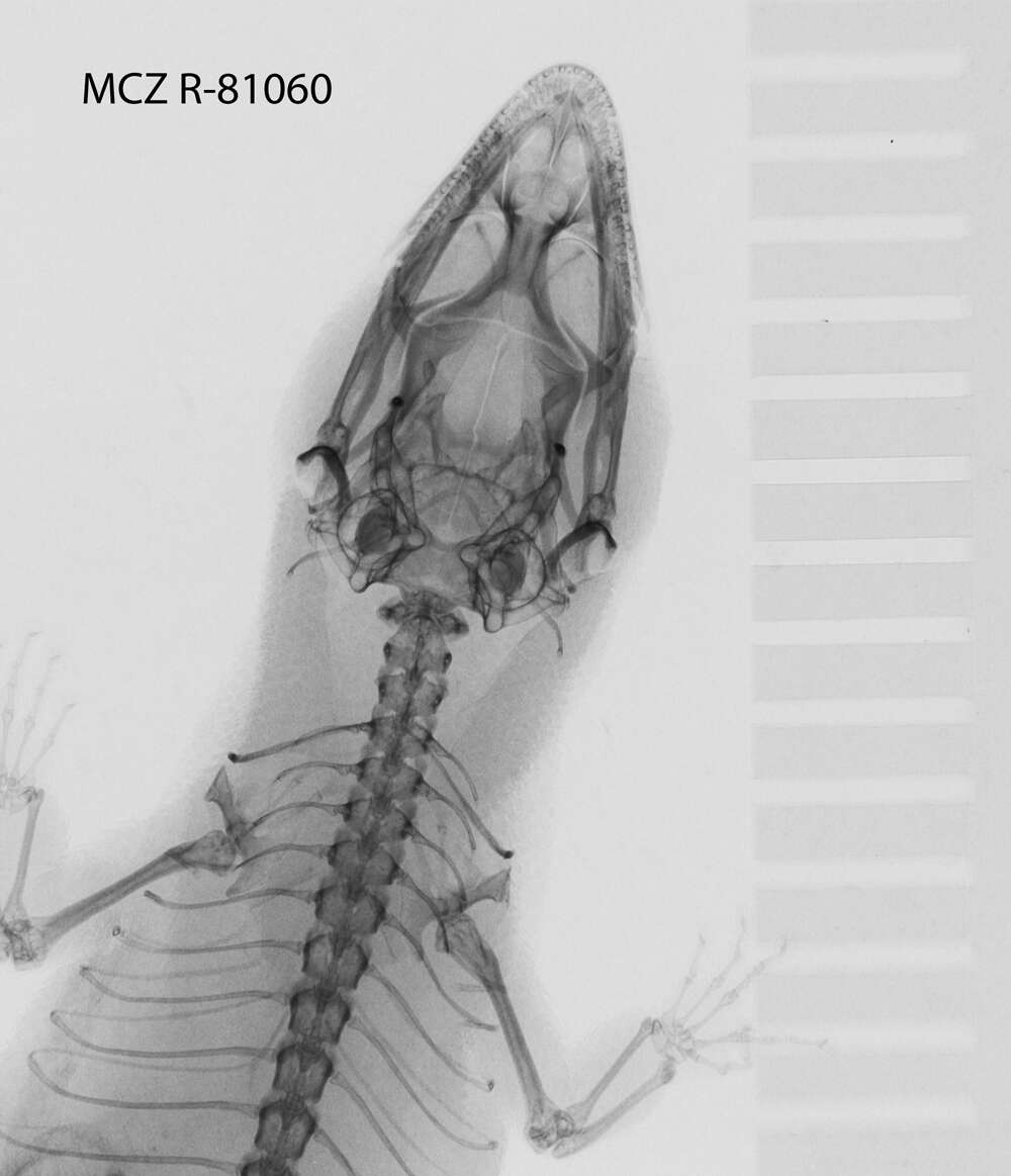 Image of Sphaerodactylus beattyi seamani Thomas & Schwartz 1966