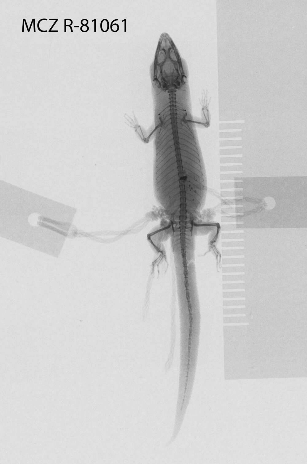 Image of Sphaerodactylus beattyi seamani Thomas & Schwartz 1966