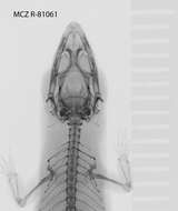 Image of Sphaerodactylus beattyi seamani Thomas & Schwartz 1966