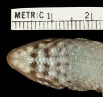 Image of Leiocephalus personatus tarachodes Schwartz 1967