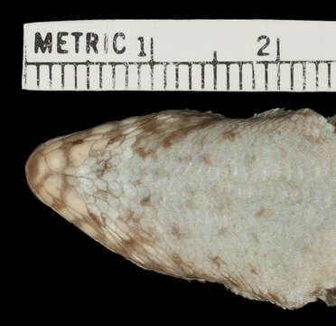 Image of Leiocephalus personatus actites Schwartz 1967