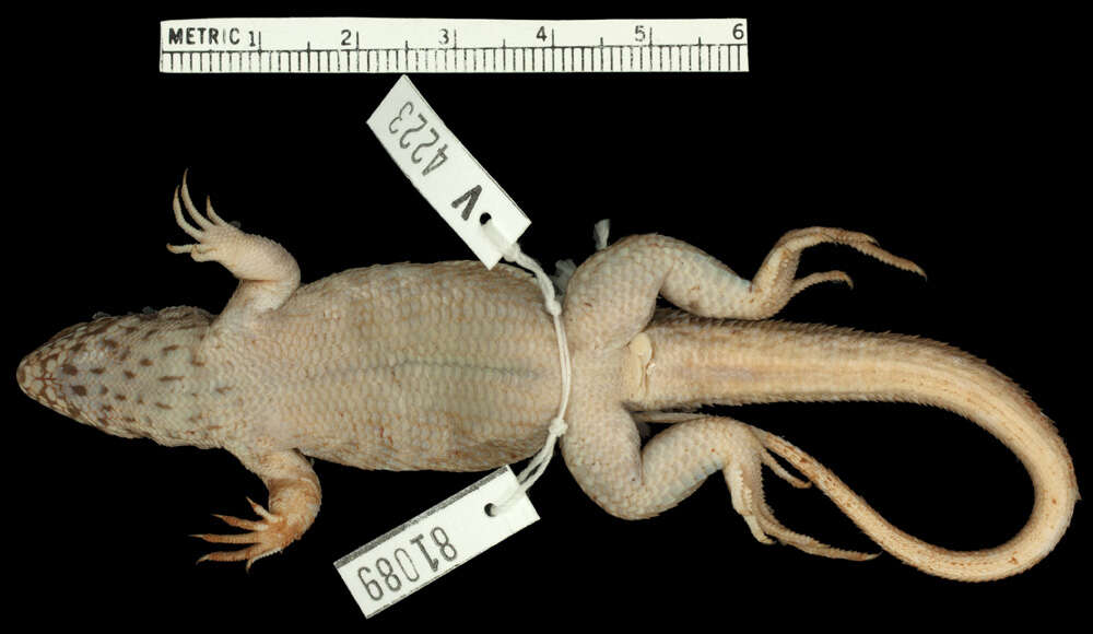 Image of Leiocephalus personatus budeni Schwartz 1967