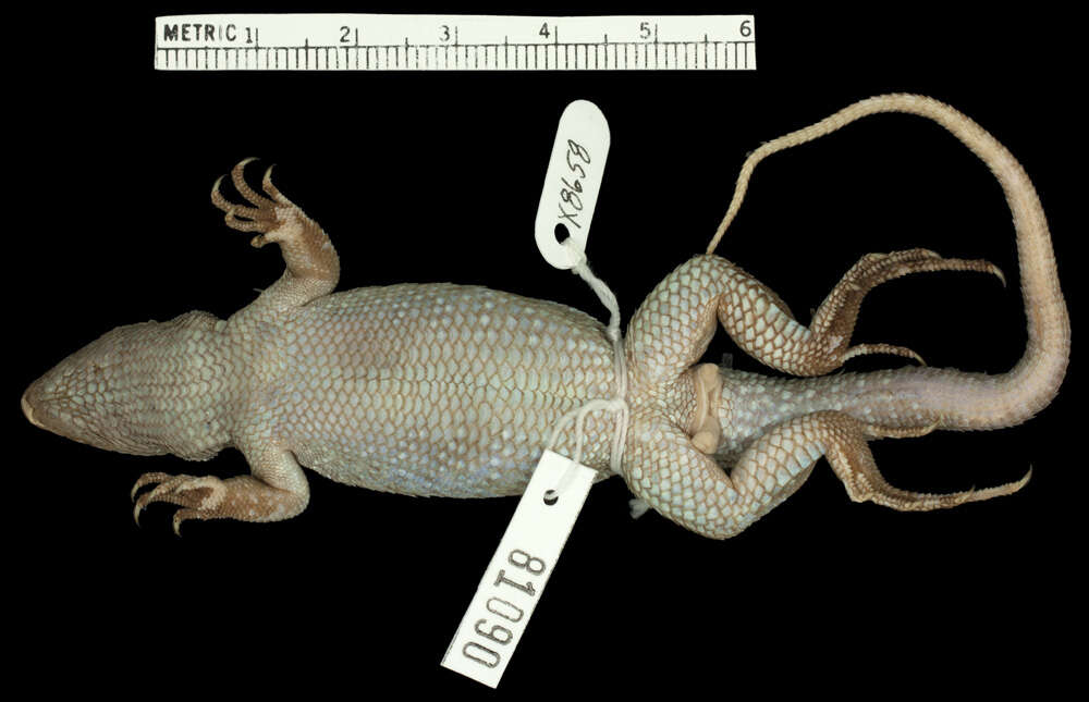 Image of Leiocephalus personatus agraulus Schwartz 1967