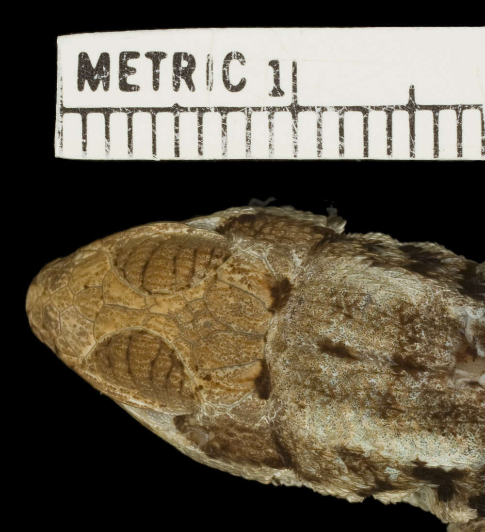 Image of Leiocephalus lunatus thomasi Schwartz 1967