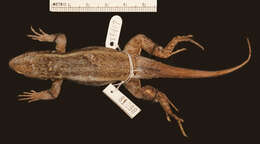 Image of Leiocephalus barahonensis oxygaster Schwartz 1967