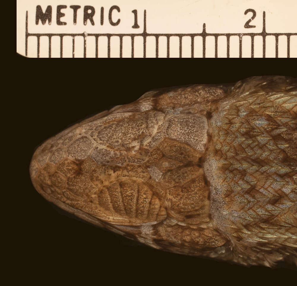 Image of Leiocephalus barahonensis oxygaster Schwartz 1967