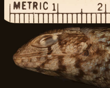 Image of Leiocephalus barahonensis oxygaster Schwartz 1967